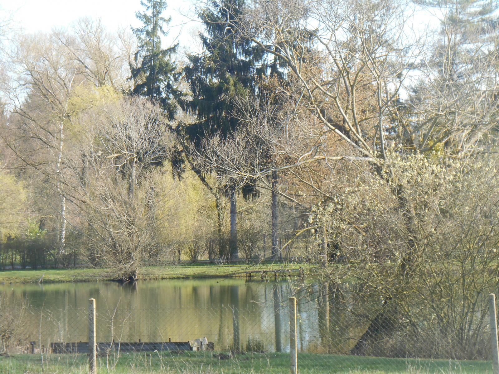 Joli étang avec les arbres ( Route )