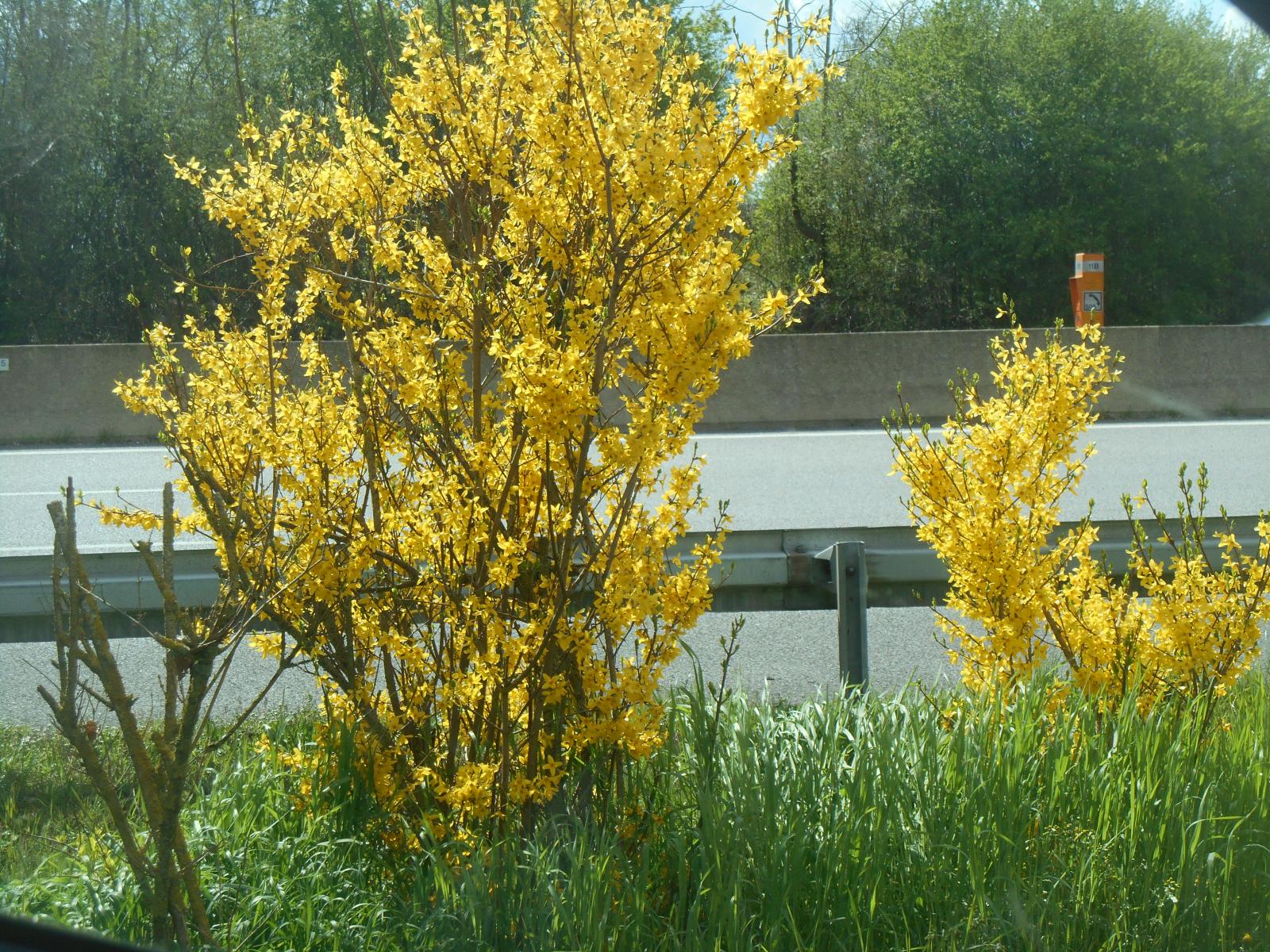 Fleurs dorés au bord de la A11 ( Autoroute )
