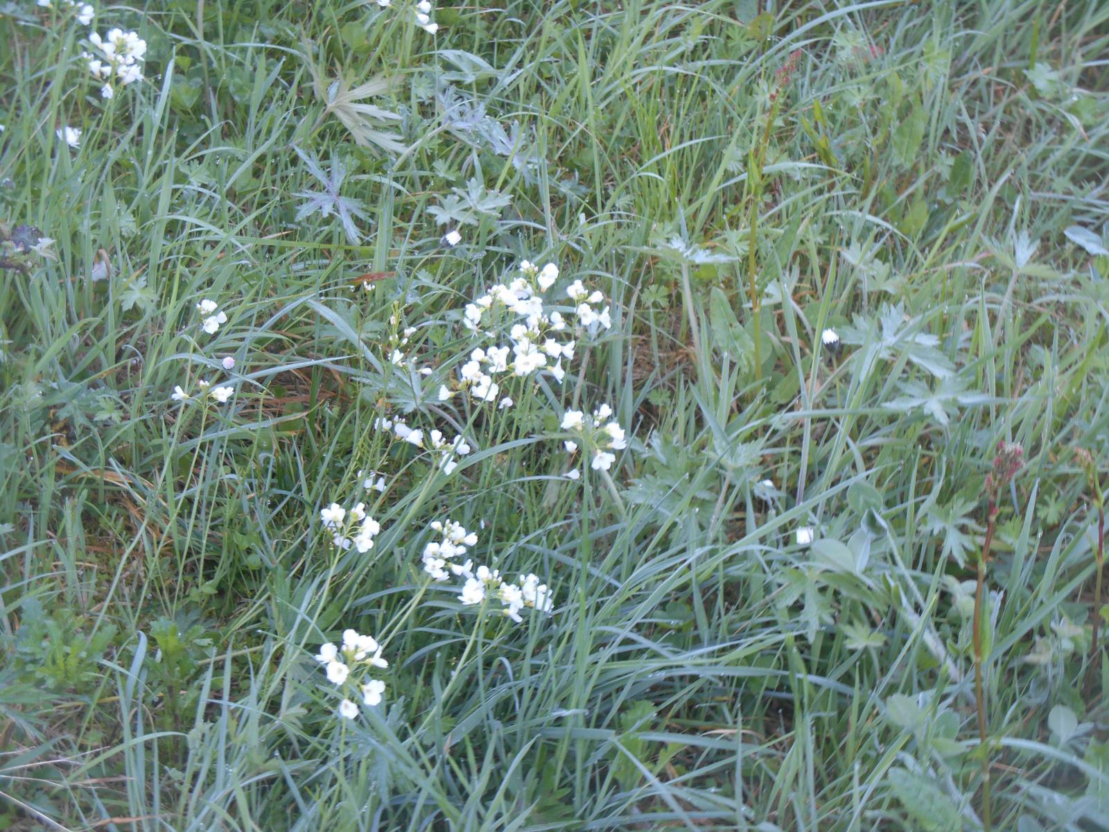 Fleurs blanches (Les Moutiers en Retz)