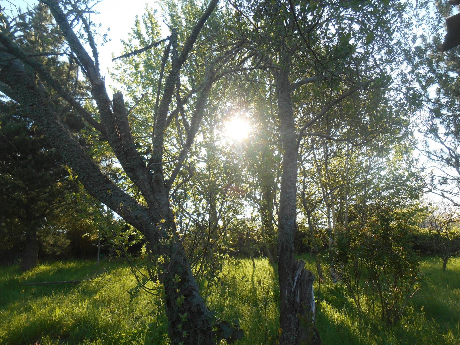 Le soleil entre les arbres ( Les Moutiers en Retz )