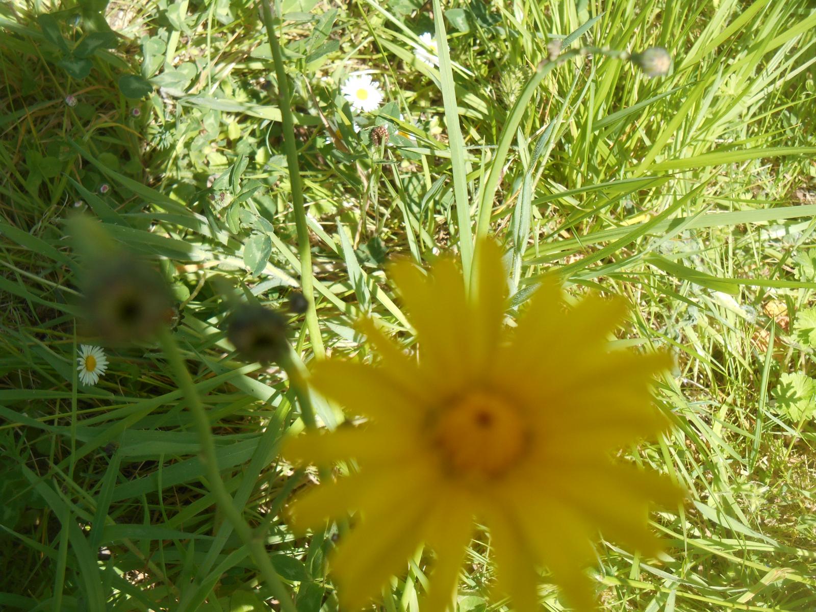La grosse fleur jaune ( Les Moutiers en Retz )