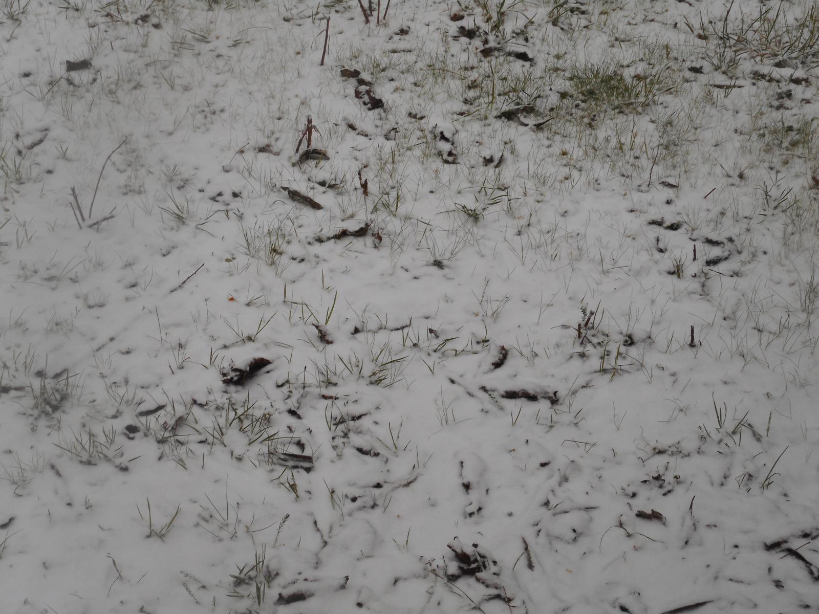 L\'herbe qui perce la neige ( Les Moutiers en Retz )
