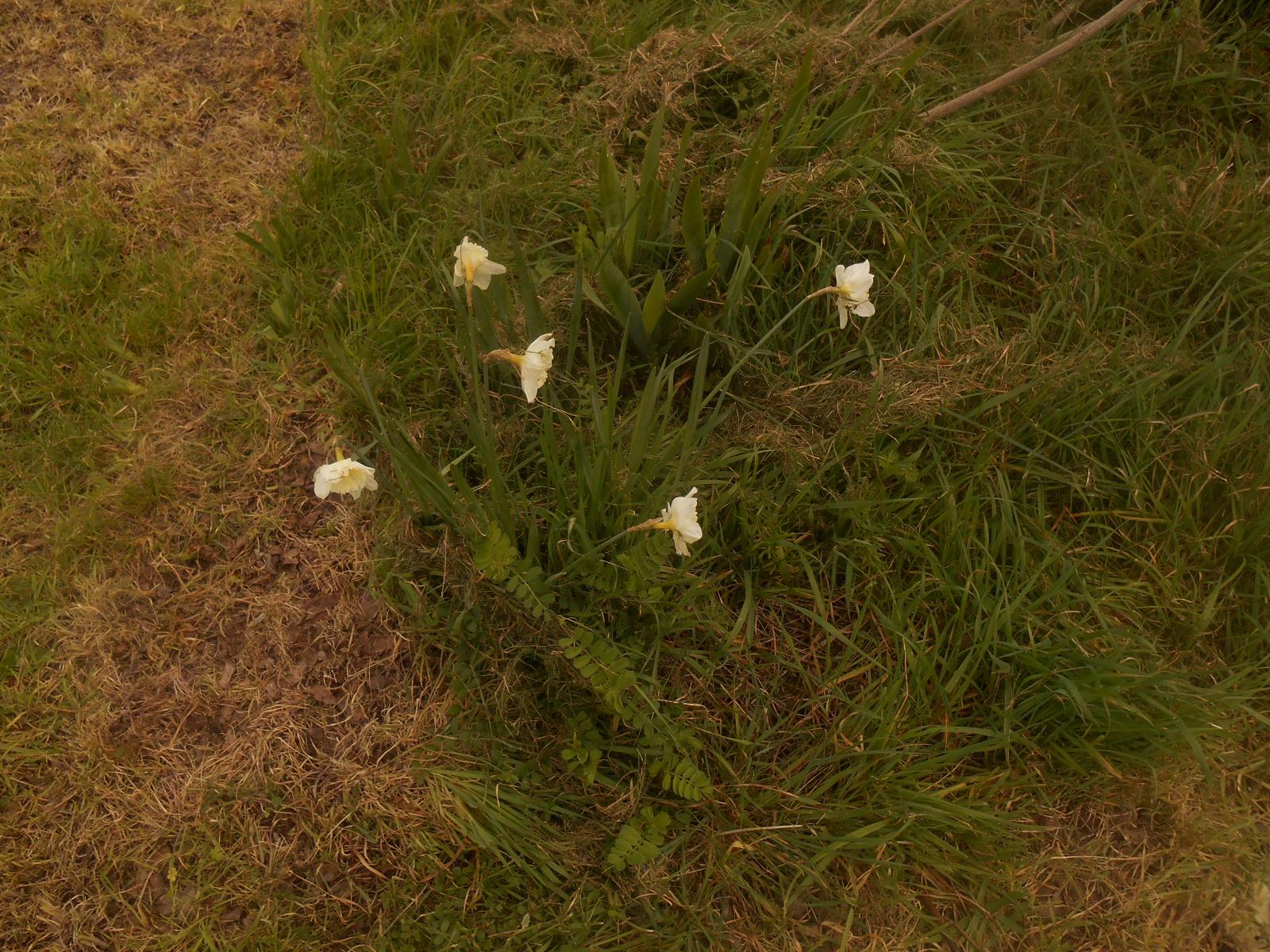 Jolies fleurs blanches ( Les Moutiers en Retz )